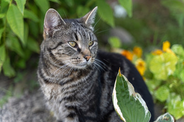 Naklejka na ściany i meble The serious tabby grey cat in the garden