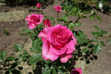 Vibrant pink flowers of garden rose in June