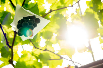 葡萄と畑の風景