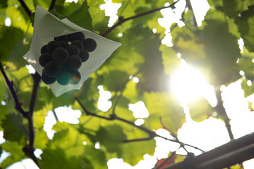 葡萄と畑の風景