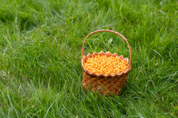 Harvesting in the fall. Basket with sea buckthorn berries on a green background