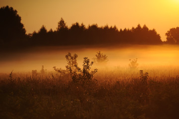 Sunset field fog landscape. Foggy forest field sunset panorama.