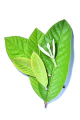 Organic guava leaves isolated on white background.Concept is Thai herbal for helps to stop bad...