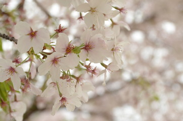 日本の桜