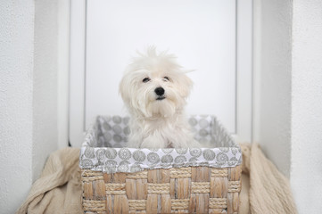 Maltese dog in a straw basket indoors