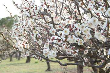 日本の梅の花