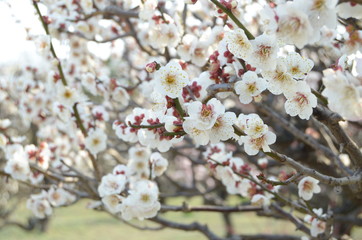 日本の梅の花