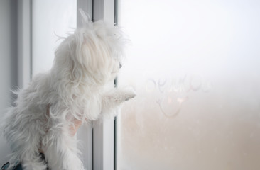 Cute maltese dog sitting by the window. Winter day.