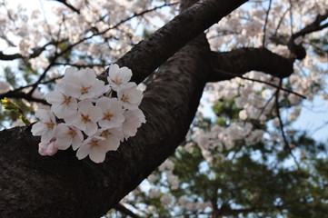 桜と春