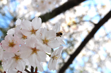 桜とハチ