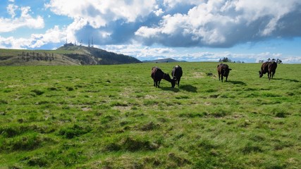 美ヶ原　高原　牛　青空　雲　広大　草原
