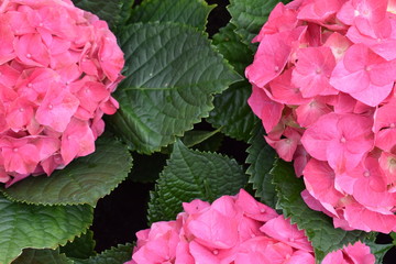 Top view of pink hydrangea (hortensia flower) blossom on sunny day, natural background.