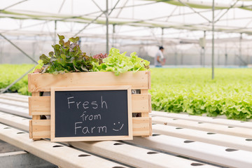 vegetable in the basket with chalk board in the hydroponic farm.