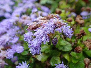 flore sauvage