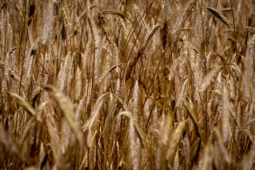 Fototapeta premium Golden ears of wheat in field