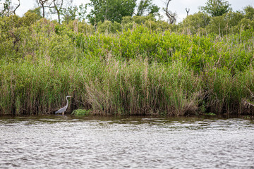Florida Nature Background with Great Blue Heron