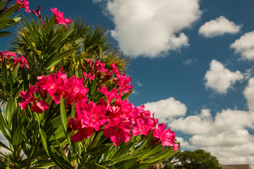 pink flower blue sky dramatic