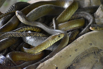 indian yellow rat snake 3