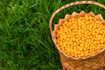 Harvesting in the fall. Basket with sea buckthorn berries on a green background