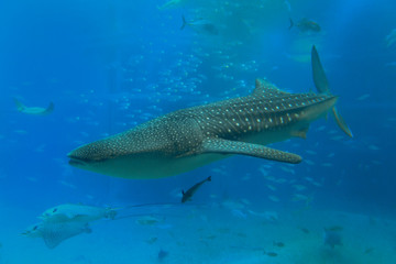 A shark in the aquarium 