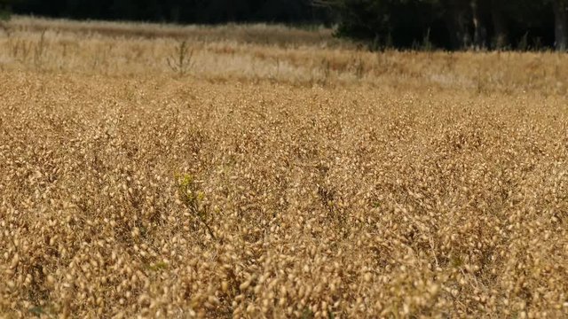 it's time to harvest chickpea in the field, dry chickpeas approaching harvest time,