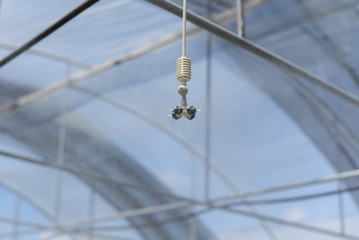 Sprinkle irrigation system watering in greenhouse