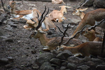 group of deer in zoo