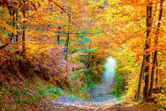 Colors of Autunm - natural trees tunnel in autumnal forest
