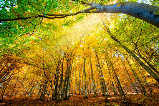 Vibrant Autumnal landscape with bright yellow leaves and trees in wild forest