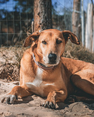 Mutt Caramel dog relaxing on sand at the beach in Brazil with an incredible charm - Kind and nice...