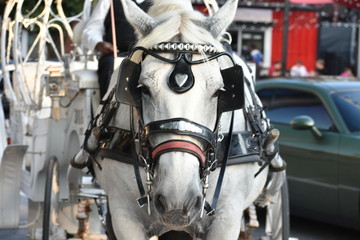 Fototapeta na wymiar Horse pulls carriage through streets of Downtown Atlanta