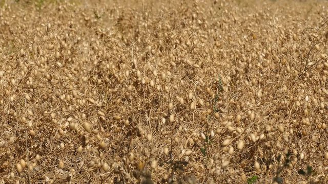 chickpea plant at harvest time, chickpea harvest at field,