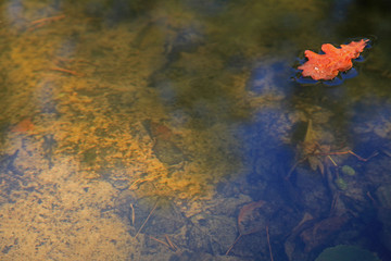 Autumn park in the morning. Fallen oak leaf on the water surface. Clean pond with dry fallen leaves on it. Colorful fall landscape and background