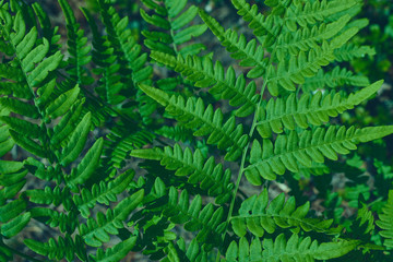 natural background of leaves. Natural green young ostrich fern or shuttlecock fern leaves Matteuccia struthiopteris on each other