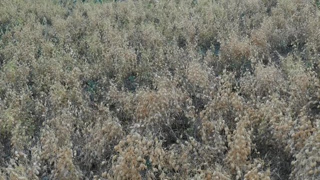 chickpea plant at harvest time, chickpea harvest at field,