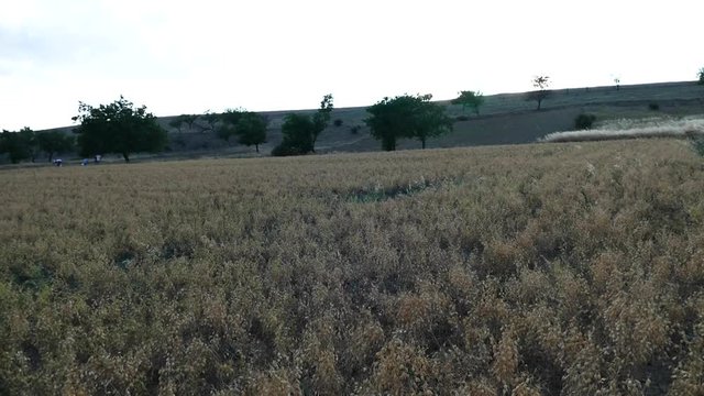 chickpea plant at harvest time, chickpea harvest at field,