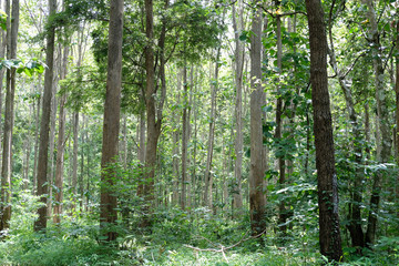 teak plant tree in tropical forest