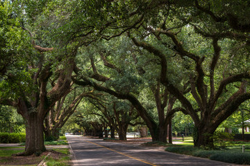forest of trees