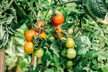 Growing tomatoes in garden