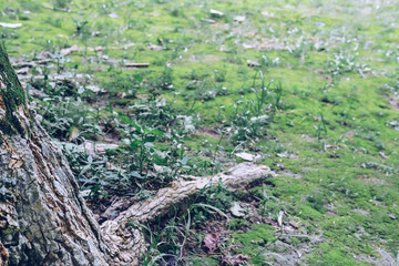 root base of big tree on green moss