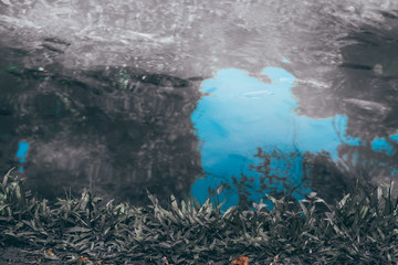 grass on waterside with fish swimming in pond