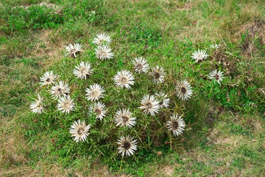 Carlina acaulis, the stemless, silver, dwarf carline thistle flowering plant in the family Asteraceae, native to alpine regions of Europe.