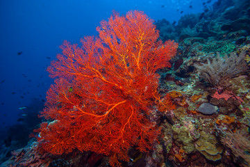 Plakat Coral reef South Pacific