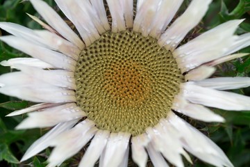 Carlina acaulis, the stemless, silver, dwarf carline thistle flowering plant in the family Asteraceae, native to alpine regions of Europe.