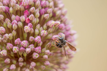 Abeja