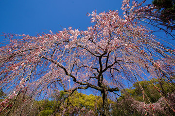 紅枝垂れ桜