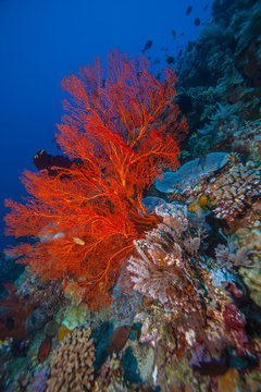 Coral reef South Pacific