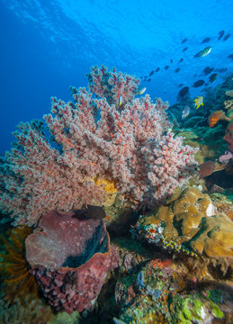 Coral reef South Pacific
