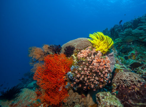 Coral reef South Pacific