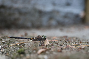 Dragonfly